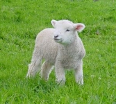Test your knowledge - Farm quizzes