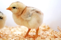 Test your knowledge - Farm quizzes