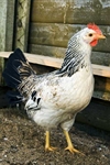 Test your knowledge - Farm quizzes