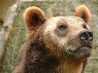 Test your knowledge - Animal quizzes
