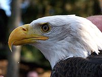 Test your knowledge - Animal quizzes