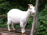Test your knowledge - Animal quizzes