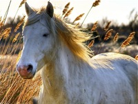 Test your knowledge - Animal quizzes