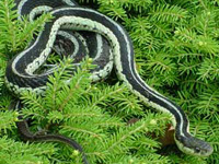 Test your knowledge - Animal quizzes